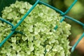 Closeup of green hydrangea Hydrangea macrophylla Royalty Free Stock Photo