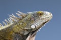 Closeup of a Green Iguana Royalty Free Stock Photo
