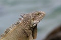 Closeup, Green Iguana. Looking to the side. Ocean in background.