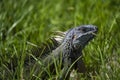 Closeup of green iguana. Lizard basking in the sun South Florida. Royalty Free Stock Photo