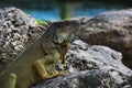 Closeup of green iguana. Lizard basking in the sun South Florida. Royalty Free Stock Photo