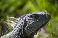 Closeup of Green iguana lizard of the genus basking in the sun South Florida. Amazon jungle fauna, Mexico, Central Royalty Free Stock Photo