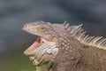 Closeup, Green Iguana. Looking to the side. Mouth Open. Royalty Free Stock Photo