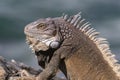 Closeup, Green Iguana. Looking to the side. Ocean in background.