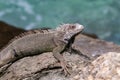 Closeup, Green Iguana. Looking to the side. Ocean in background.