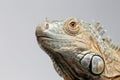 Closeup Green Iguana Looking up on White Royalty Free Stock Photo