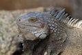 Closeup, green iguana on rock.