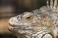 Closeup of Green Iguana showing the brilliant yellow eye colors Royalty Free Stock Photo