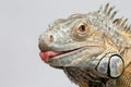 Closeup Green Iguana showing Tongue on White Royalty Free Stock Photo