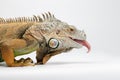 Closeup Green Iguana showing Tongue on White Royalty Free Stock Photo