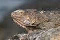 Closeup, green iguana on rock. Looking at camera.