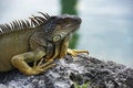 Closeup of green iguana. Tropical fauna concept. Lizard basking in the sun South Florida. Royalty Free Stock Photo