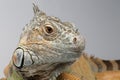 Closeup Green Iguana on White Background Royalty Free Stock Photo