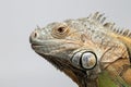 Closeup Green Iguana on White Background Royalty Free Stock Photo