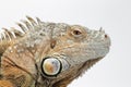 Closeup Green Iguana on White Background Royalty Free Stock Photo