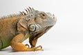 Closeup Green Iguana on White Background