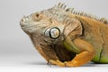 Closeup Green Iguana on White Background Royalty Free Stock Photo
