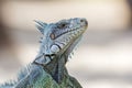 Closeup of a Green Iguana (Iguana iguana) - Guadeloupe Royalty Free Stock Photo