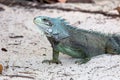 Closeup of a Green Iguana (Iguana iguana) - Guadeloupe Royalty Free Stock Photo