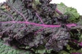 Closeup of green kale leaves Royalty Free Stock Photo