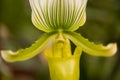 Closeup of a green Ladies Slipper Orchid Paphiopedilum Royalty Free Stock Photo