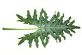 Closeup of green leaf Alocasia portei texture on white background