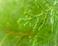 Closeup green leaf with green background Royalty Free Stock Photo