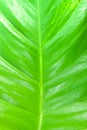 Closeup green leaf background in garden Royalty Free Stock Photo