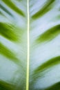 Closeup green leaf background, nature texture background Royalty Free Stock Photo