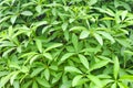 Closeup green leaf background Royalty Free Stock Photo