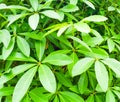 Closeup green leaf background Royalty Free Stock Photo