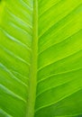 Closeup green leaf background Royalty Free Stock Photo