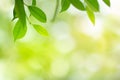 Green leaf with beauty bokeh under sunlight background Royalty Free Stock Photo