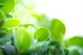 Closeup green leaf on blurry bokeh background