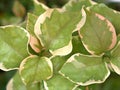 Closeup green leaf of Bougainvillea flower plants in garden with blurred background ,macro image ,nature leaves, soft focus Royalty Free Stock Photo