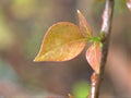 Closeup green leaf of Bougainvillea flower plants in garden with blurred background ,macro image ,nature leaves, soft focus Royalty Free Stock Photo