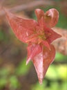 Closeup green leaf of Bougainvillea flower plants in garden with blurred background ,macro image ,nature leaves, soft focus Royalty Free Stock Photo