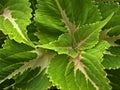Closeup green leaf of Coleus plants , leaves background ,mcro image Royalty Free Stock Photo