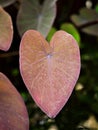 Closeup green leaf of Colocasia plant ,Colocasia esculenta var.