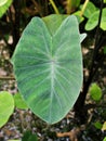 Closeup green leaf of Colocasia plant ,Colocasia esculenta var.