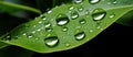 Closeup of a green leaf covered in water droplets Royalty Free Stock Photo