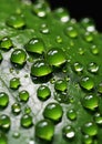 A Closeup of a Green Leaf with Deep Droplets on the Floor