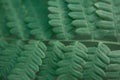 Closeup of a green leaf of fern