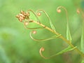 Closeup green leaf of fern plants with blurred background ,young leaves ,macro image , Royalty Free Stock Photo