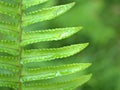 Closeup green leaf of fern plants with blurred background ,young leaves ,macro image , Royalty Free Stock Photo