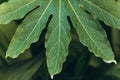 Closeup of green leaf of fig tree Royalty Free Stock Photo