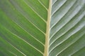 Closeup green leaf
