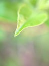 Closeup green leaf in garden with blurred background