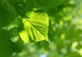 Closeup of green leaf glowing in sunlight Royalty Free Stock Photo