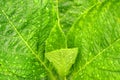 Closeup Green leaf of Hydrangea plant with raindrops texture background at bana hill danang vietnam , Tropical leaf backdrop and b